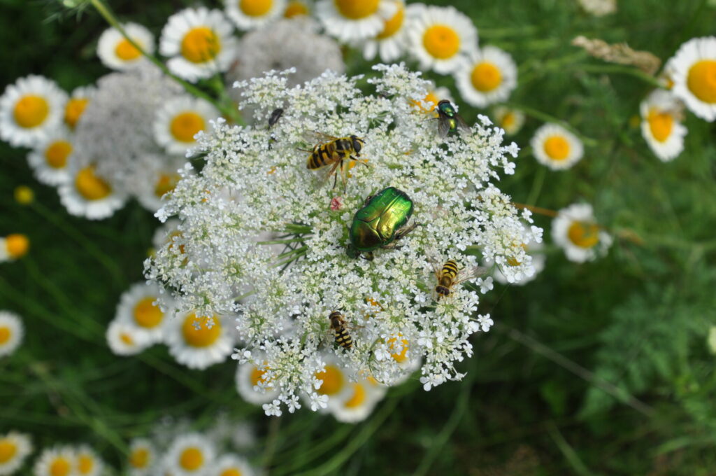 Insektenvielfalt und Artenschutz