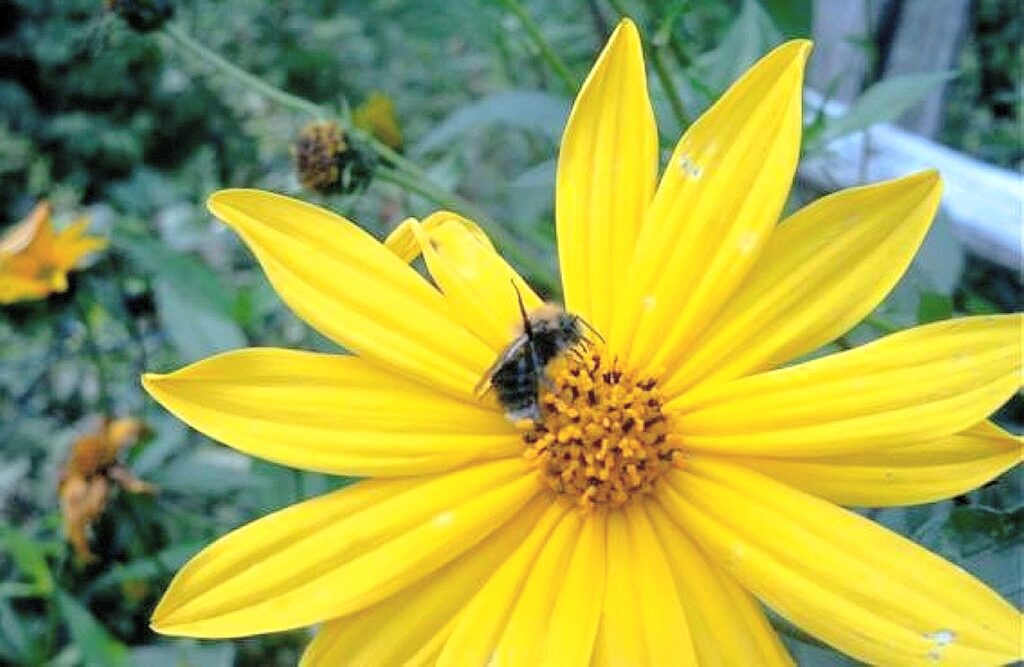 Hummeln auf gelber Blüte