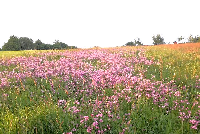 Imkern am Lehrbienenstand in Kürten-Weier in NRW; bienenfreundliche Blumenwiese als Anschauungsobjekt